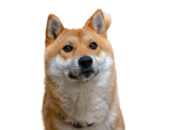 baobao